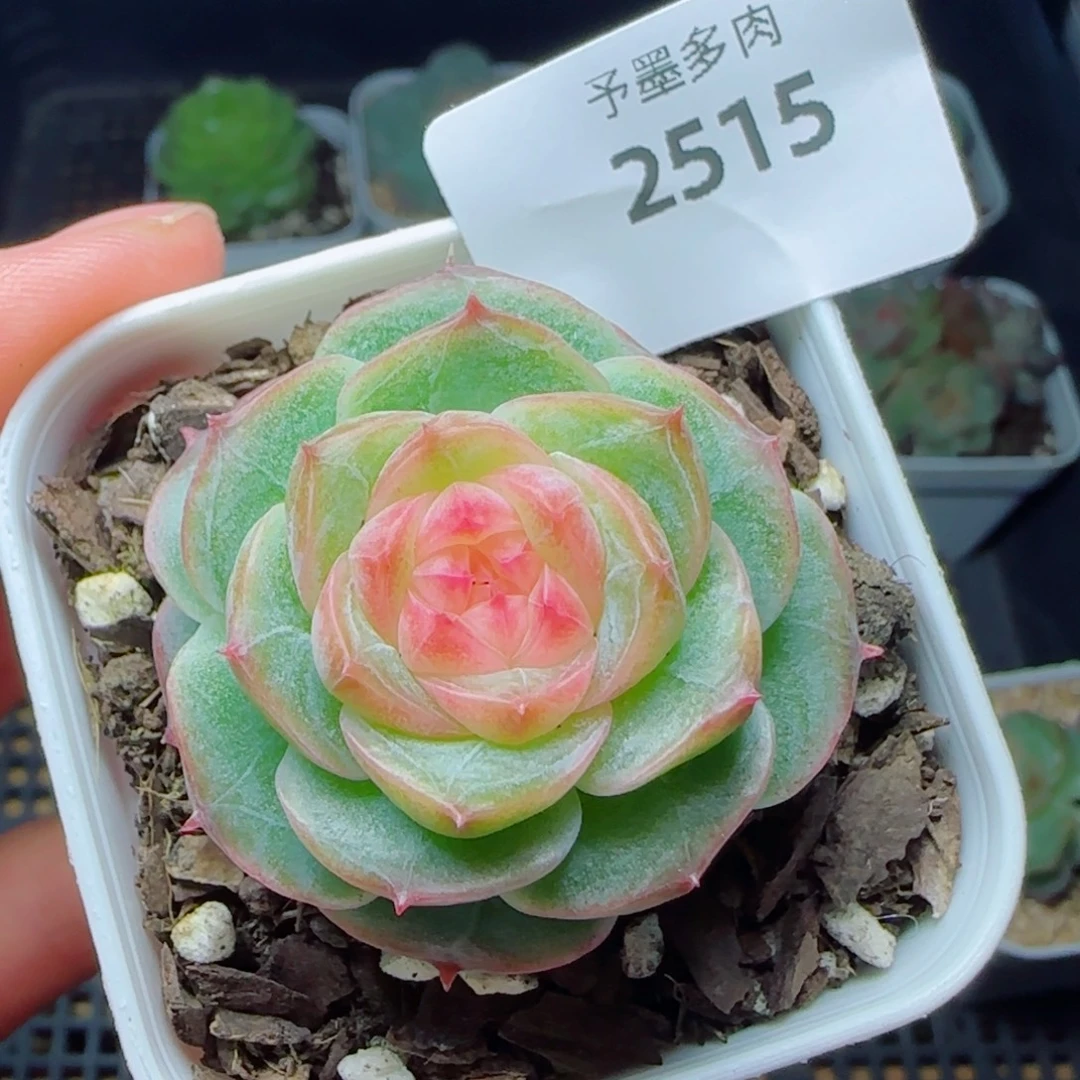 冻唇蜜，2515多肉植物