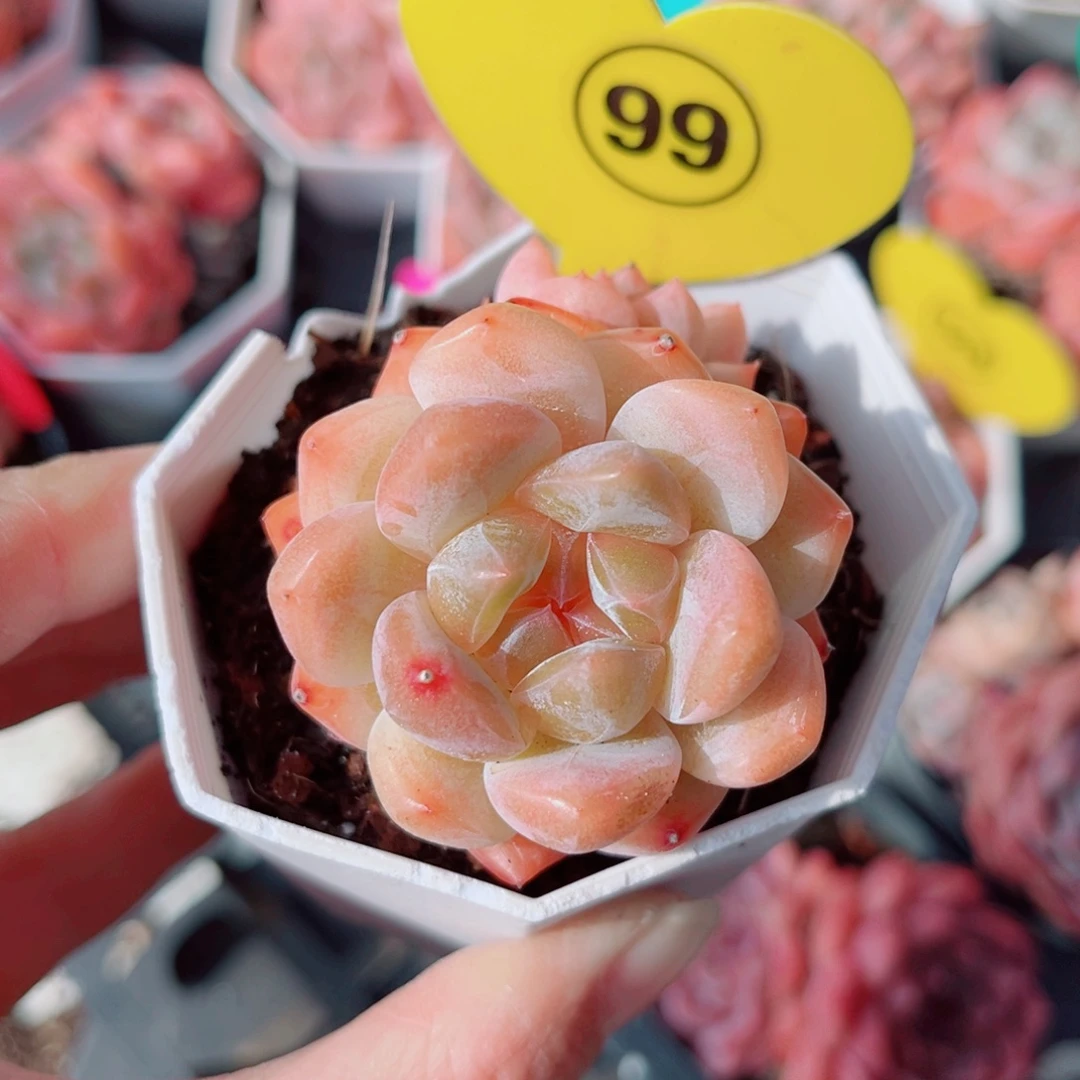 99号小老桩糖心双头