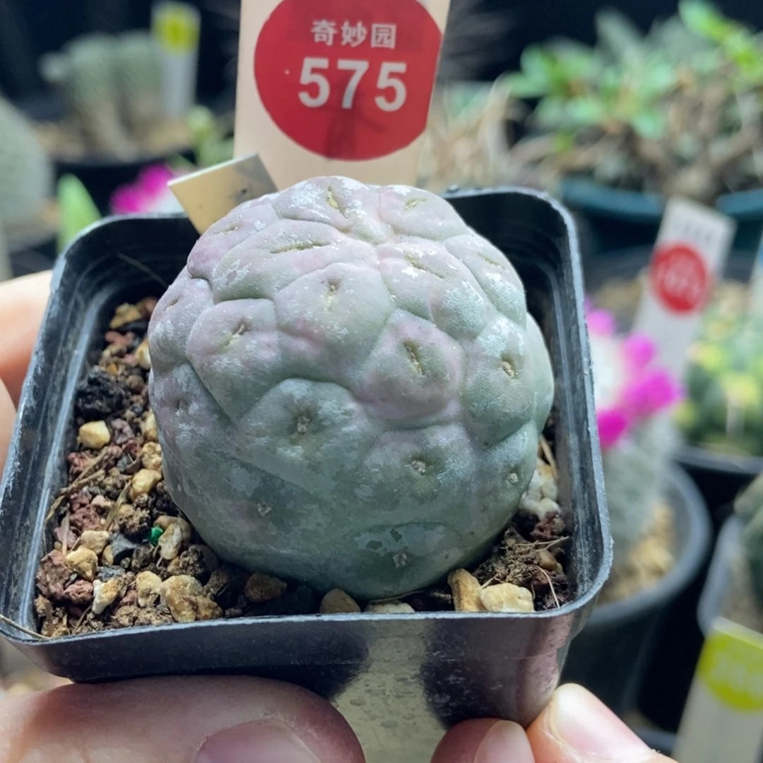 自根无刺粉习志野4cm