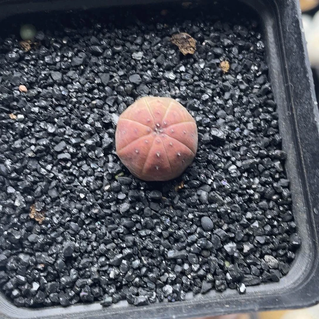 实生胭脂欧系布纹球仙人球