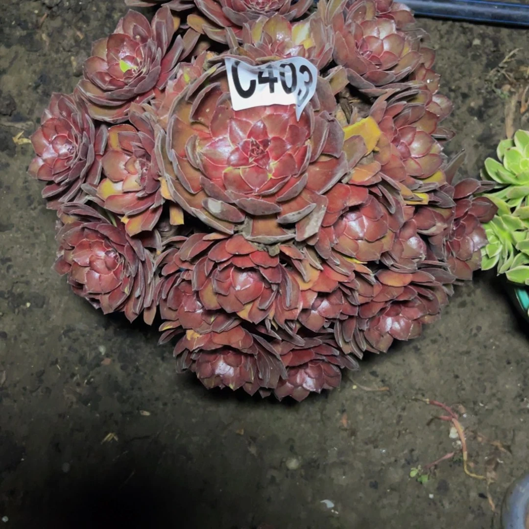 千面男爵28–51包邮