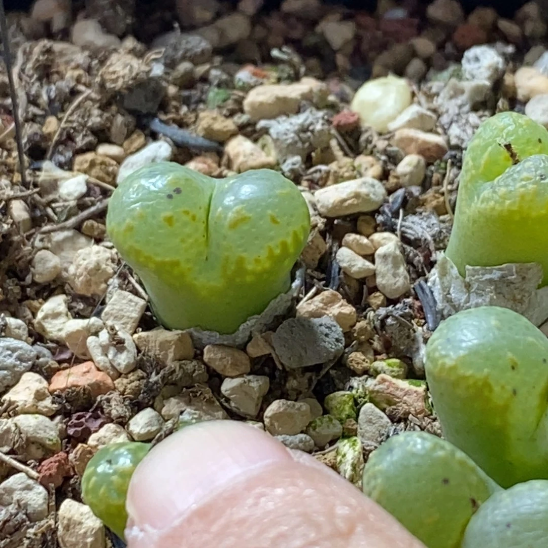 手指柠檬手指柠檬