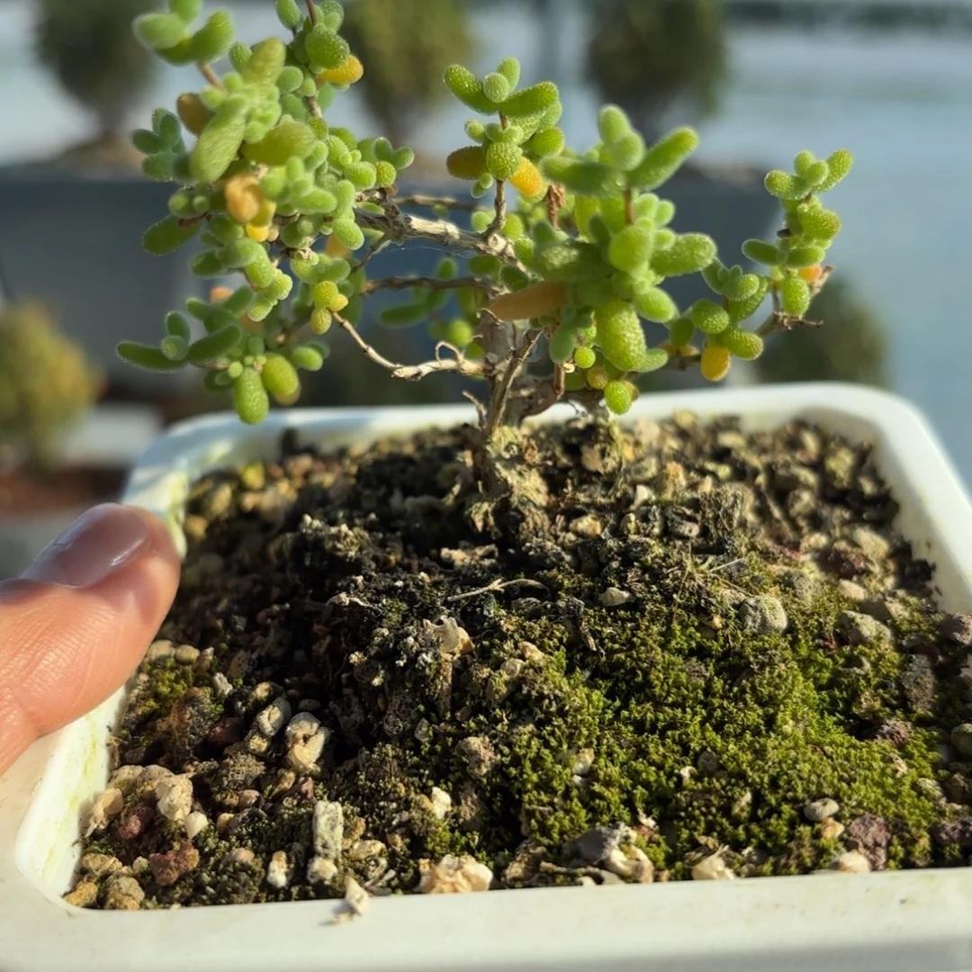 308蜜橘糖球枝干福利开播