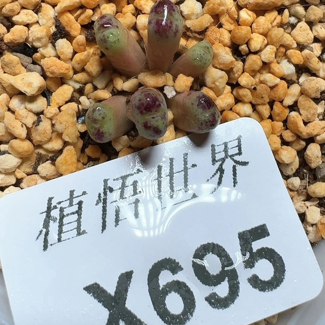 695盒多肉植物哇f g