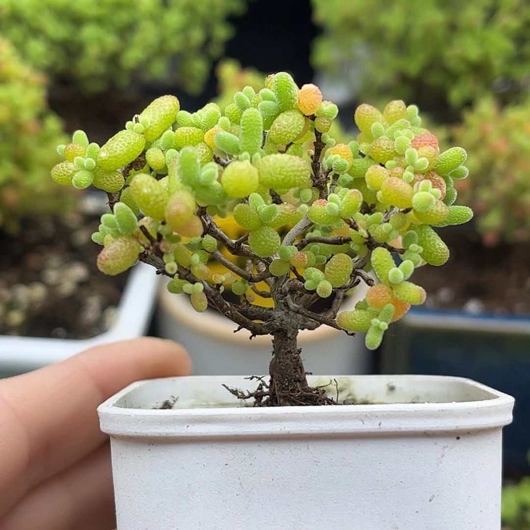 20金桔优选枝干番杏