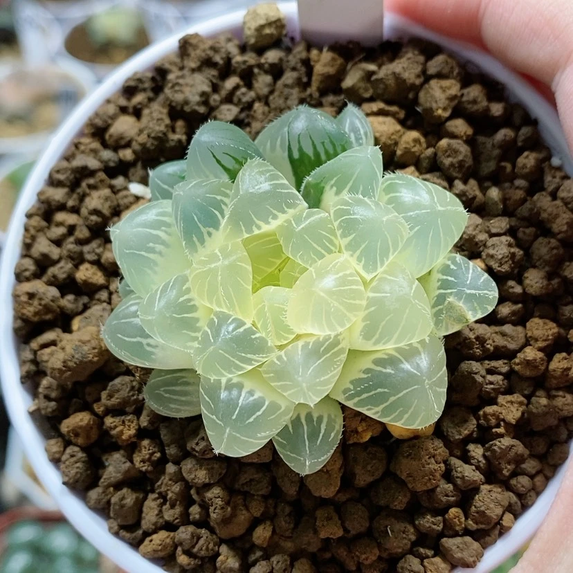 【闪购商品】17实生玉露锦