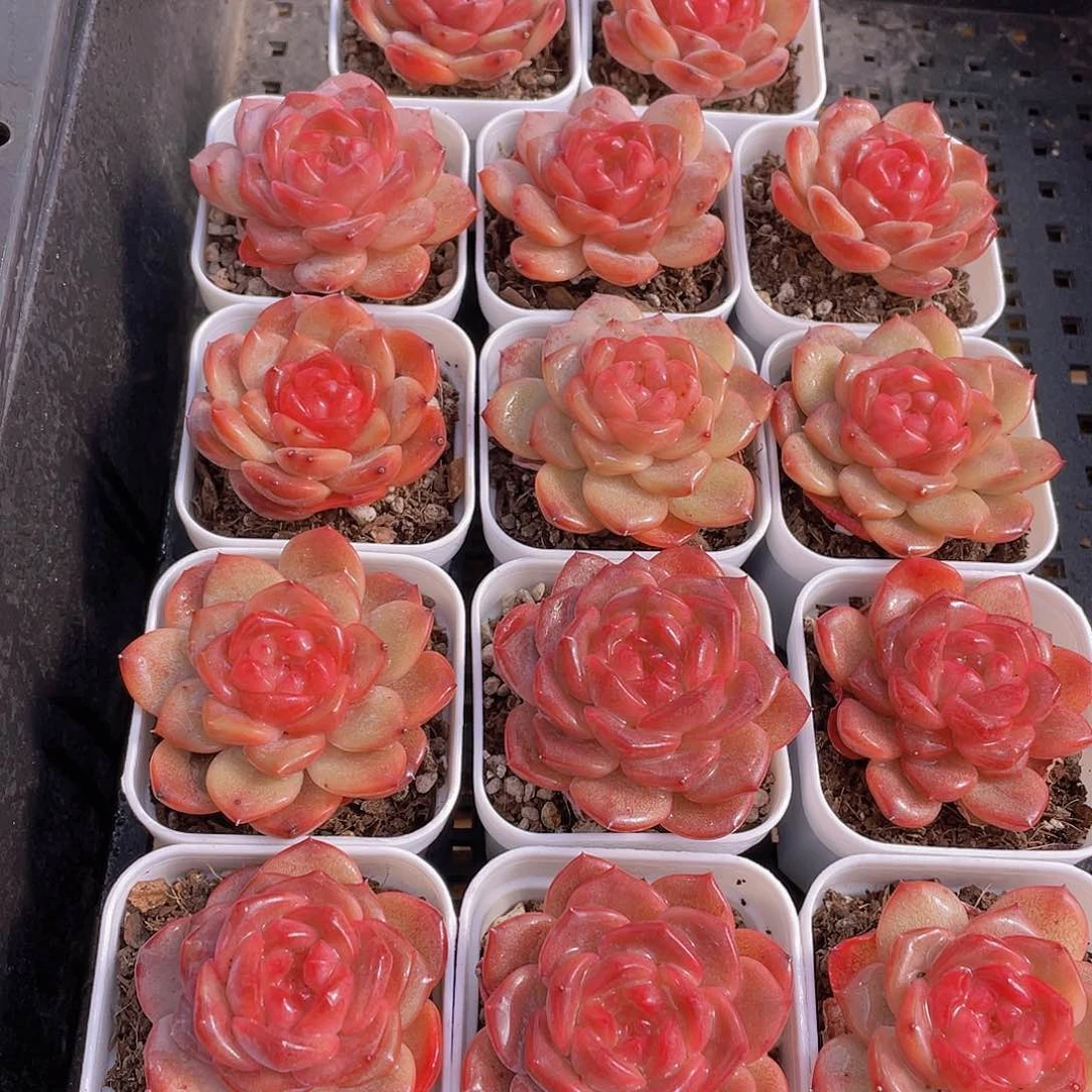 410号 珍妮琥珀单头2个