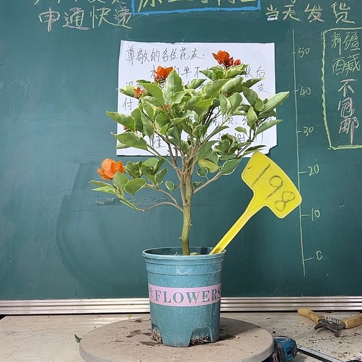 当前无花栽培后可以开花橙色条纹 198