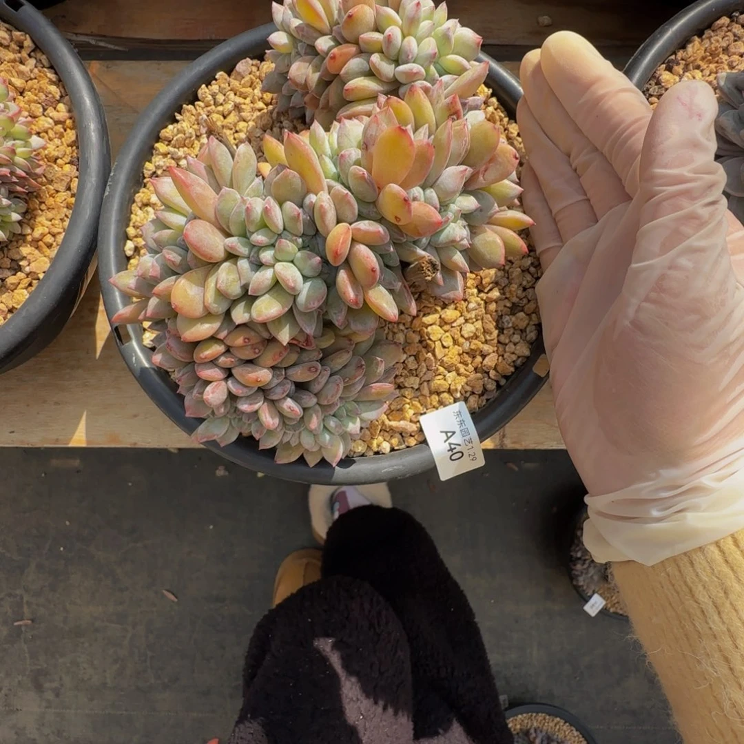 a 40号一物一拍呀