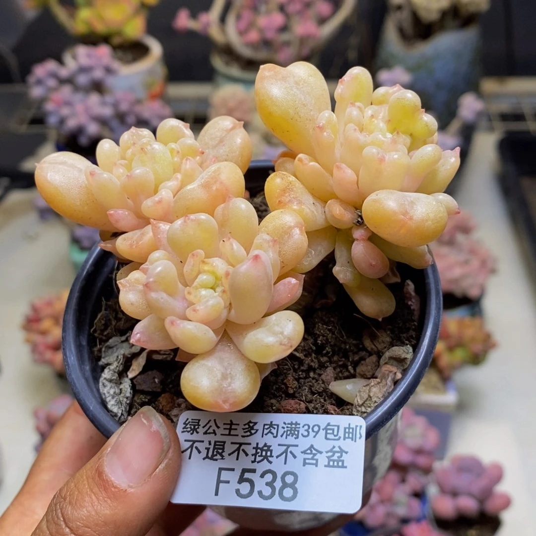 538v比尔盖茨多肉7cm