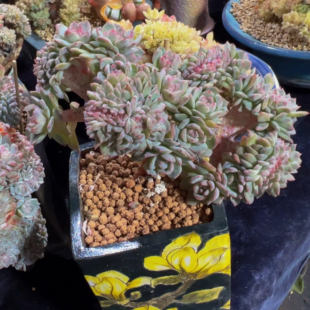 水蜜桃冰魄缀微瑕