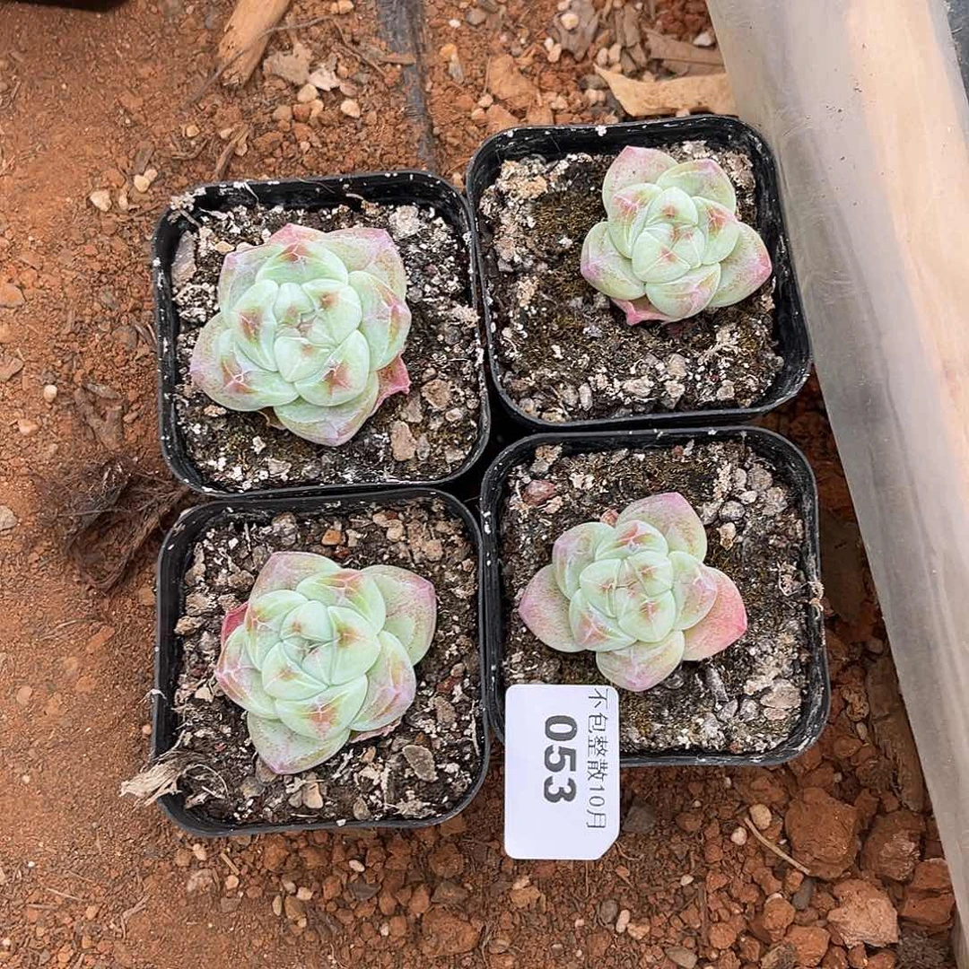 阿雅园艺。      053