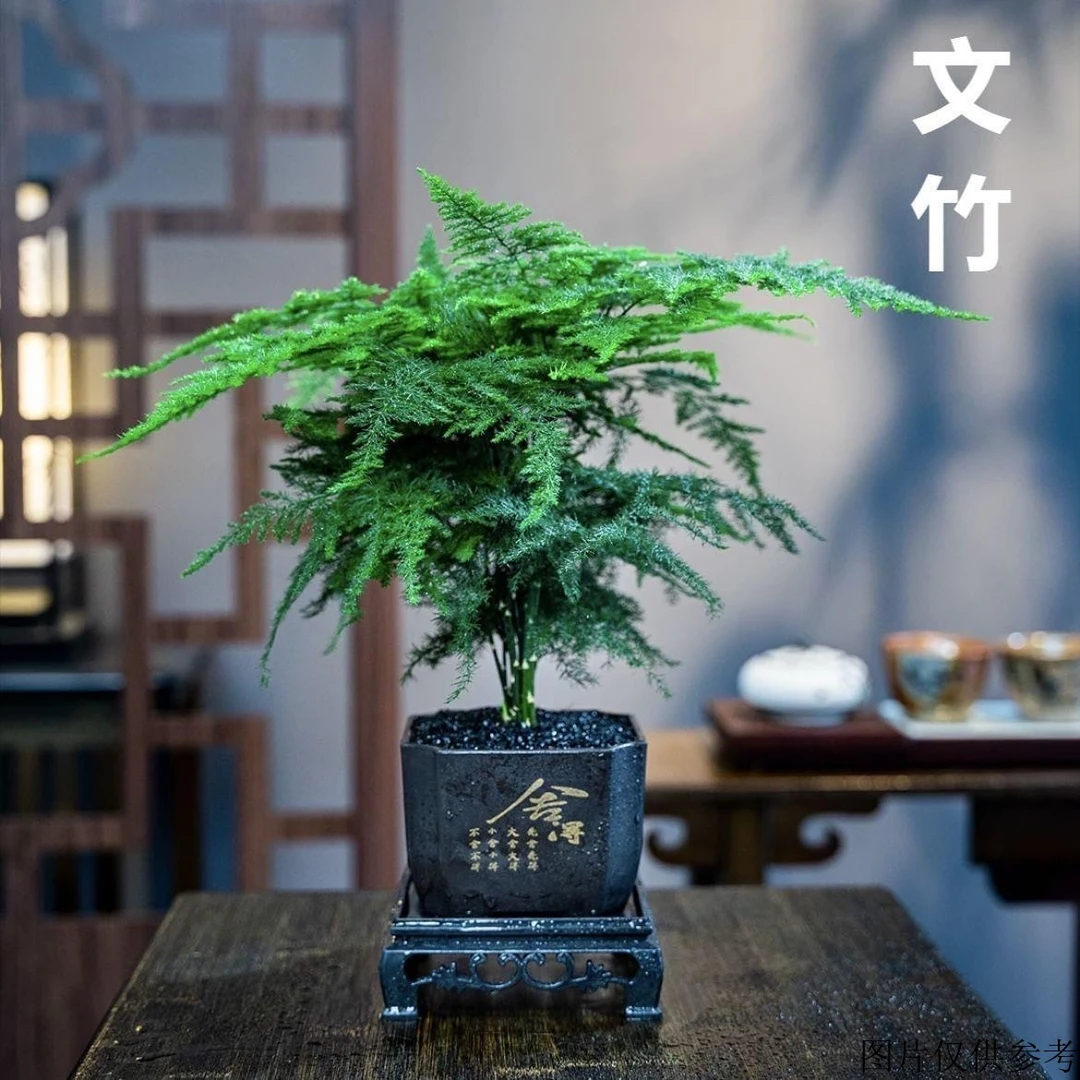 新国风文竹盆栽绿植室内书房桌面客厅植物好养盆景办公室四季常青