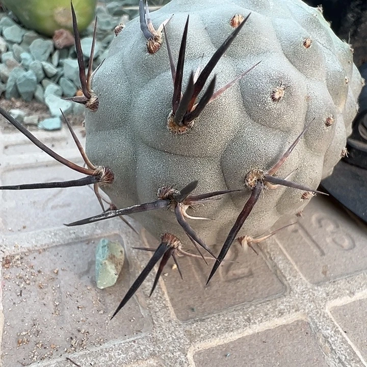 黑刺习致野。一代侧。