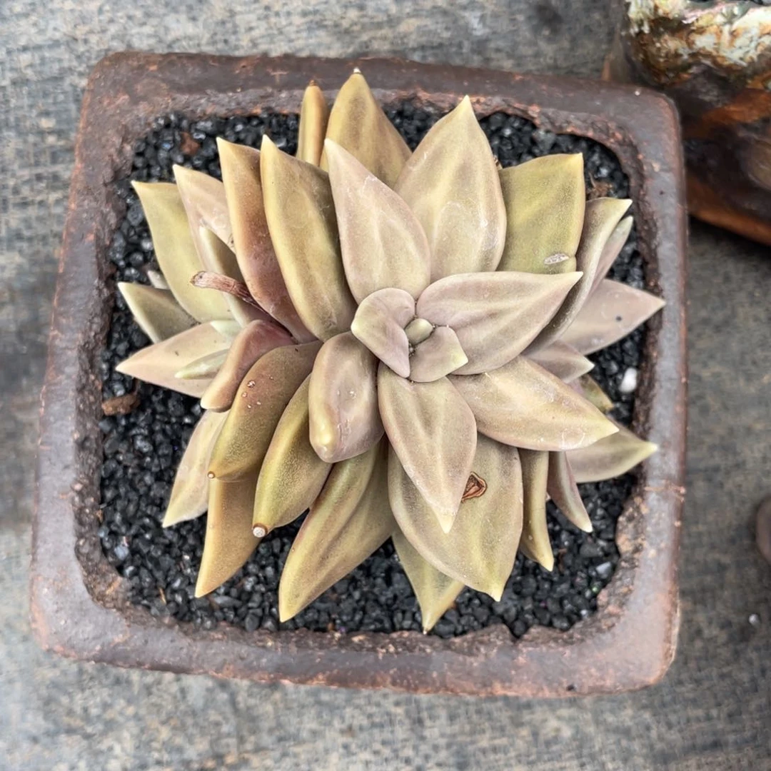 多肉植物盆栽多肉