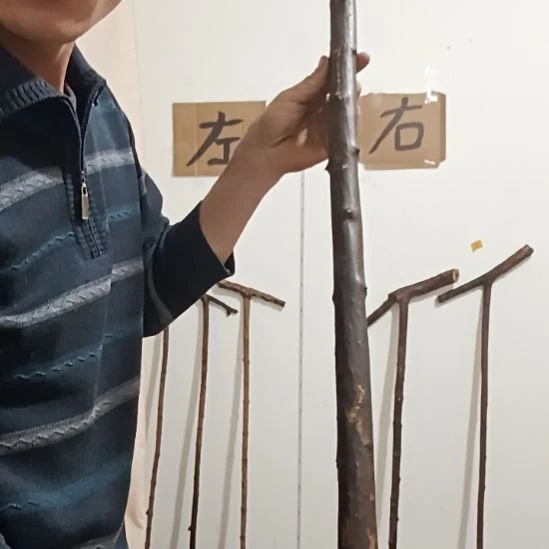 原木直播精品原木