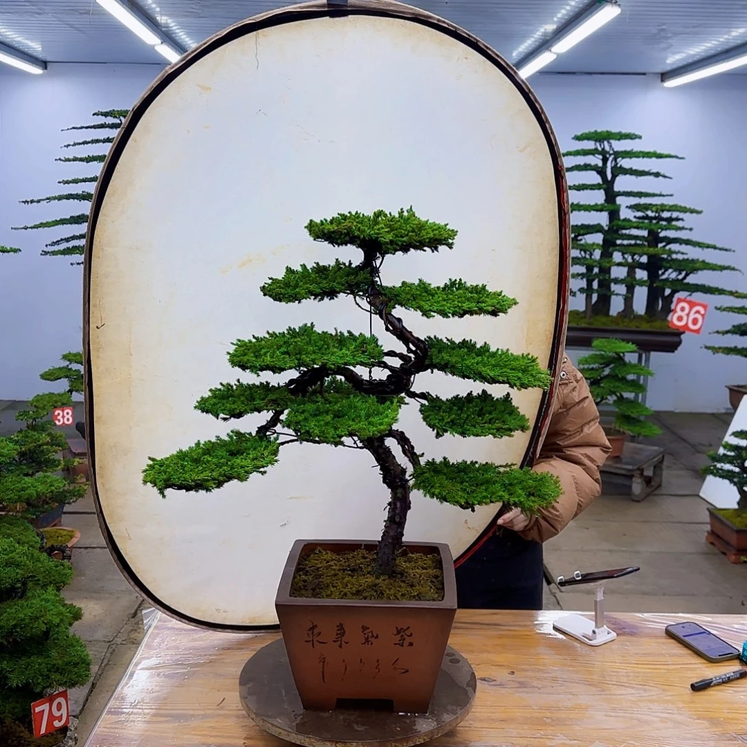 无花朵盆景直播间一物一拍