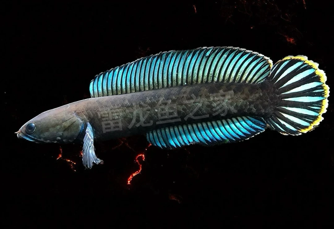 《雷龙鱼之家》直播间专拍 奶茶雷龙鬼王雷龙黄金眼镜蛇雷龙幻红