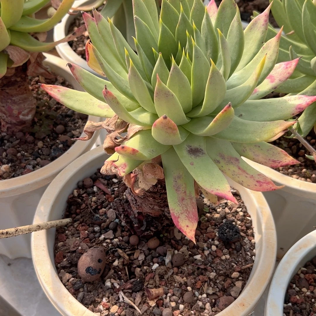 野生进口仙女杯一株