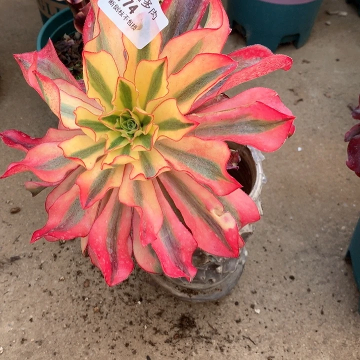 174魅影多肉植物