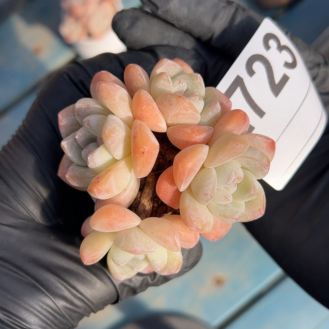 2723，四头冰玉带盆发的