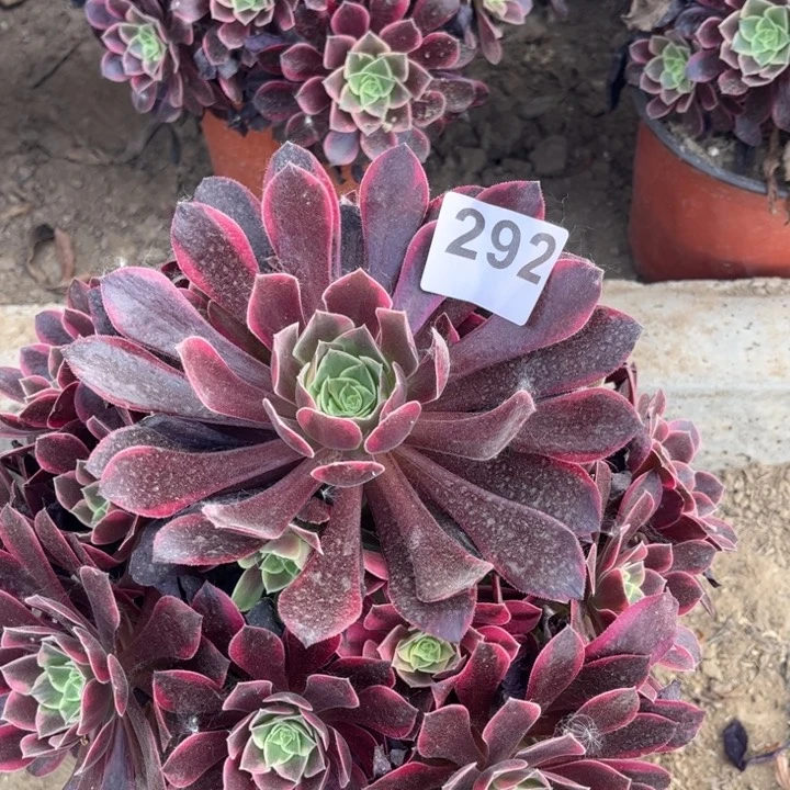 金丝雀292不包断枝