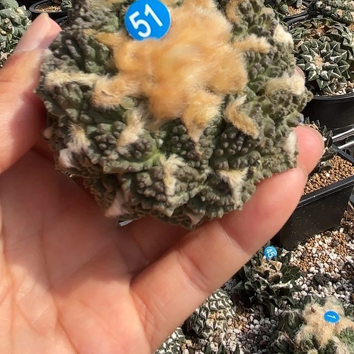袖蒲苗接落地仙人球51
