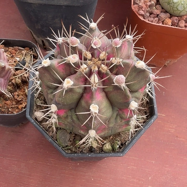 大海神锦5仙人球