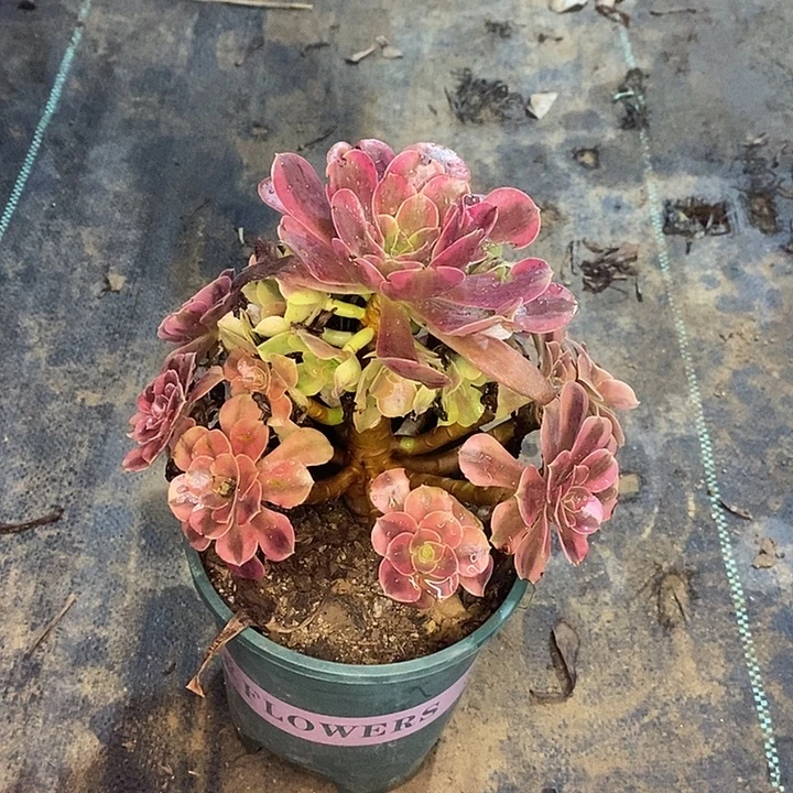 美杜莎多肉植物030