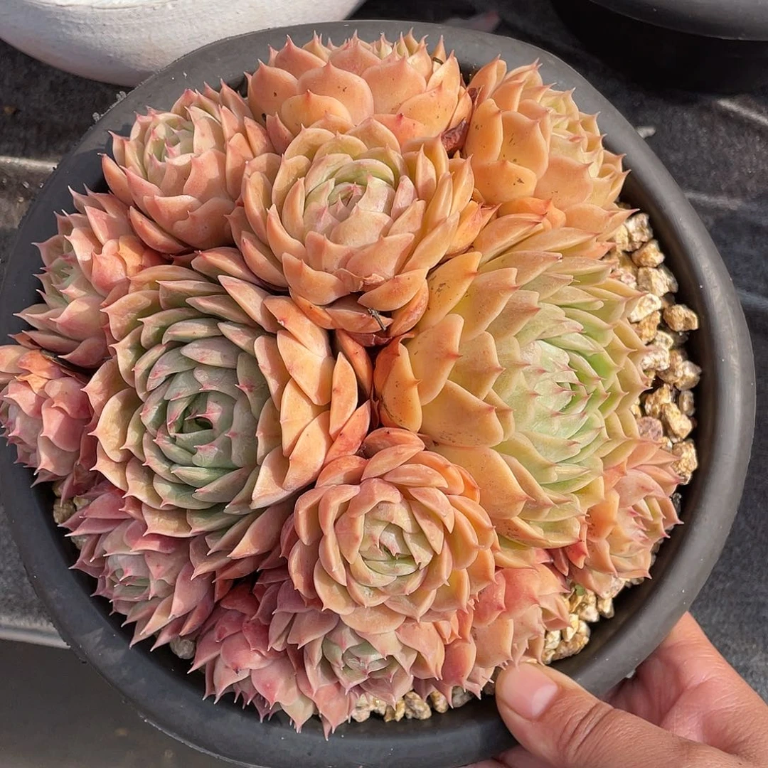 多肉植物一物一拍