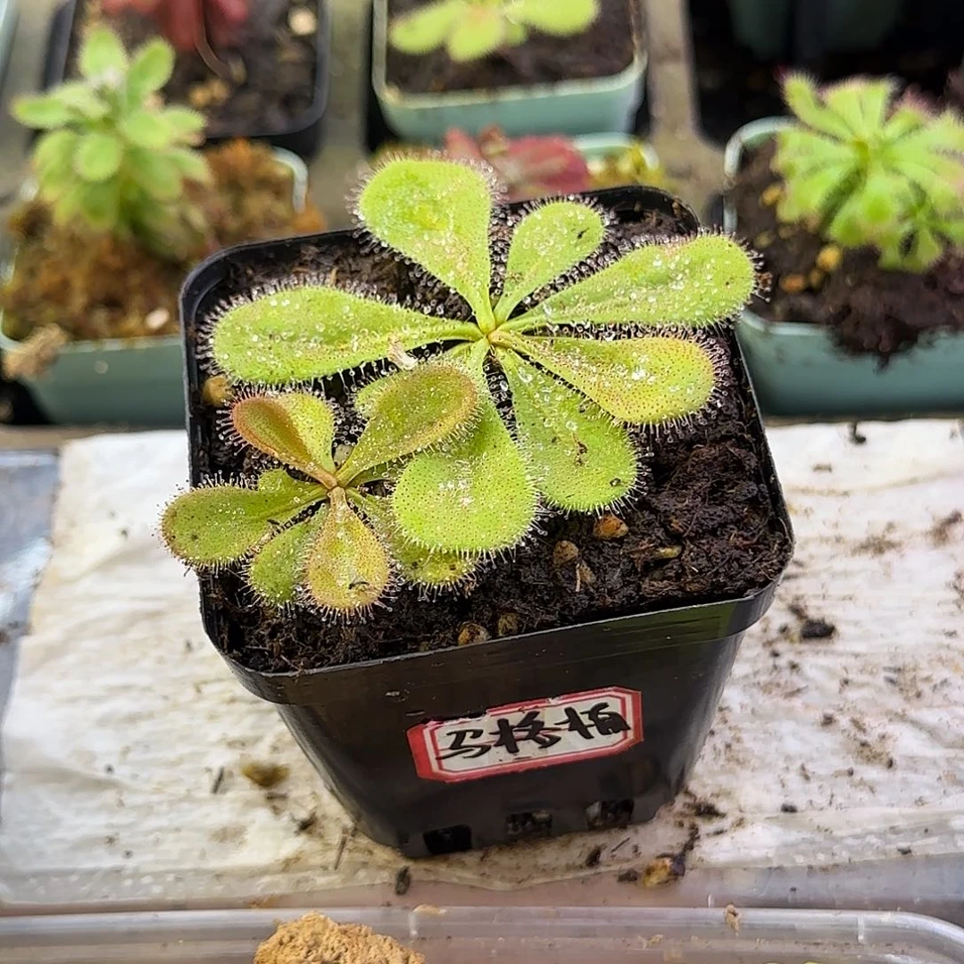 完全开放硕大球根茅