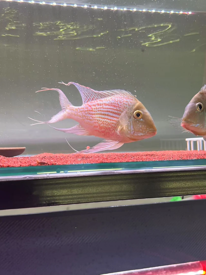 斯维尼瓦瑞尼和尚蓝颊马面红头力亚奎泪眼关刀食土鲷元宝凤凰配鱼