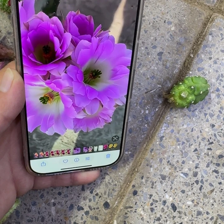 357粉白水仙无根侧牙小一个，20包邮