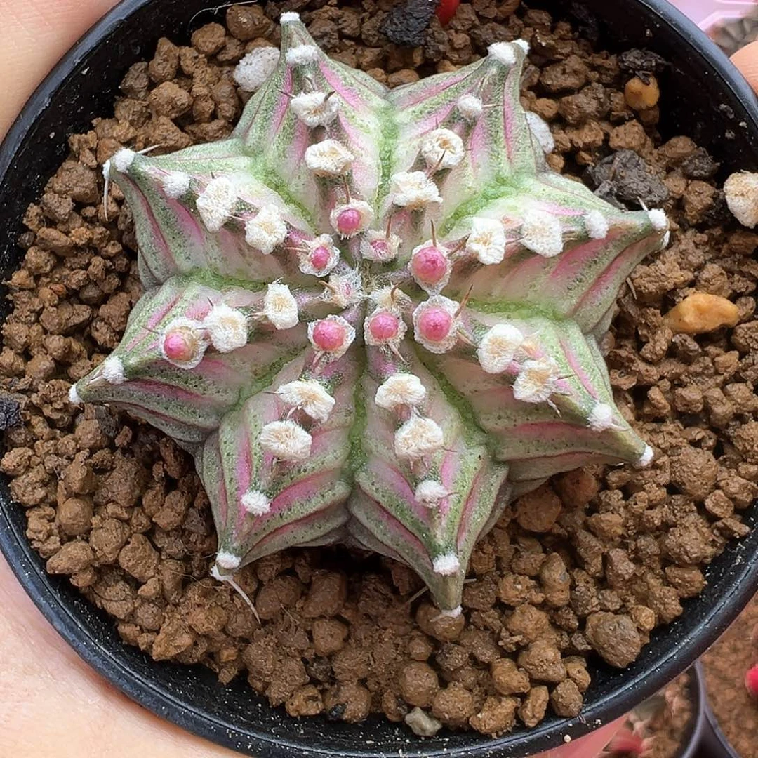 31-肋骨海神带盆土发货4.9厘米