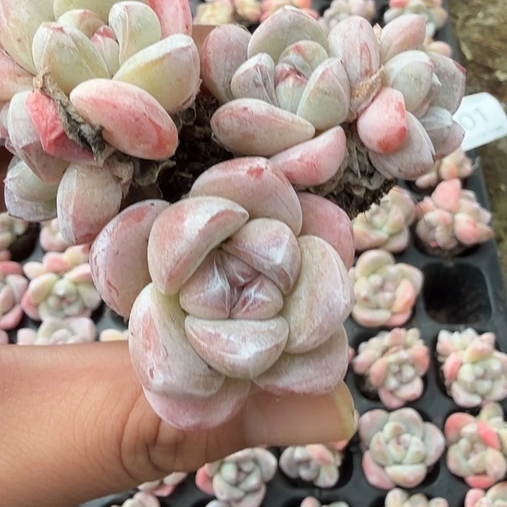 001号粉紫色冰玉到手13颗