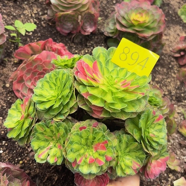 多肉植物知否894一