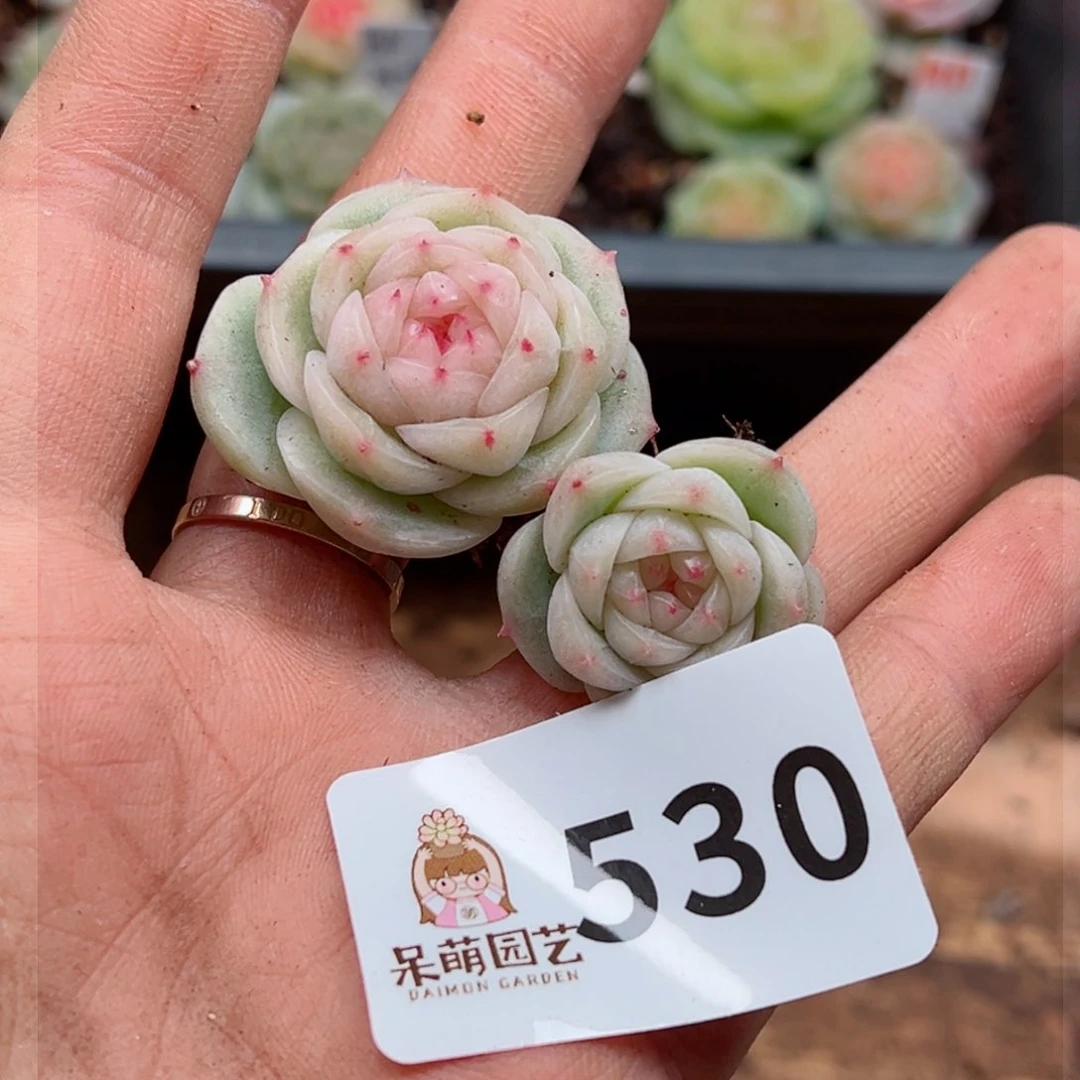 q****y多肉植物多肉植物