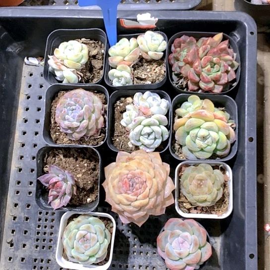 65号多肉植物园艺