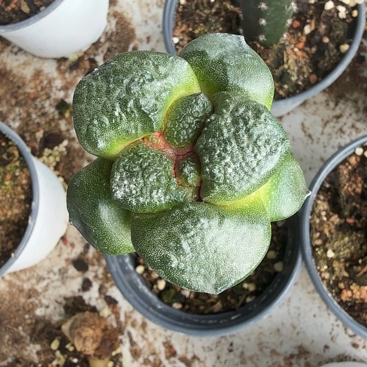 无花朵185光面连山牡丹东五