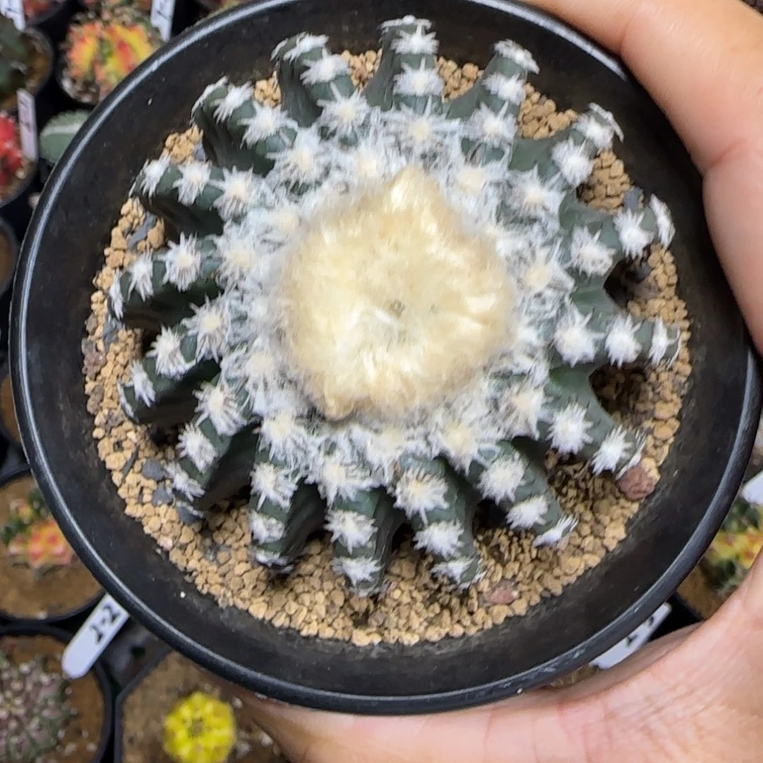 木***子欧系奇特球1111111