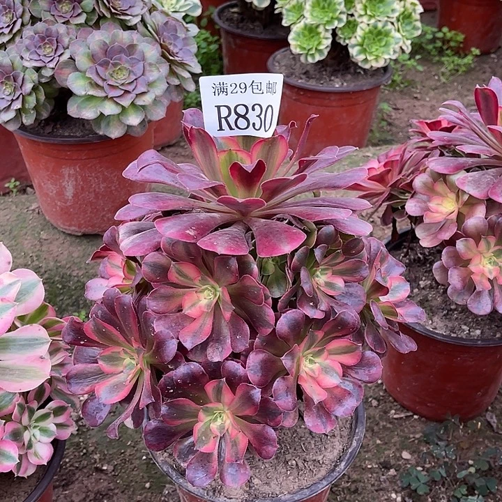 830美杜莎多肉植物