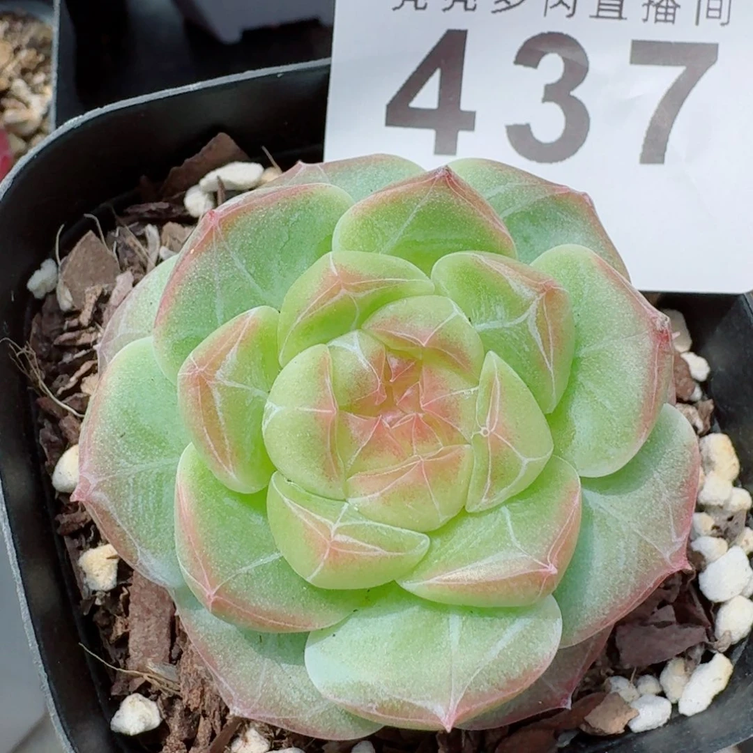 彩体珍妮            精美多肉植物