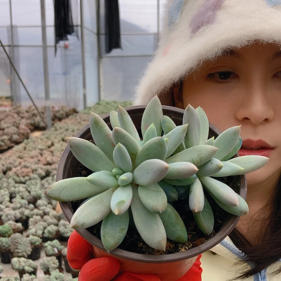 哥特三头随机发货