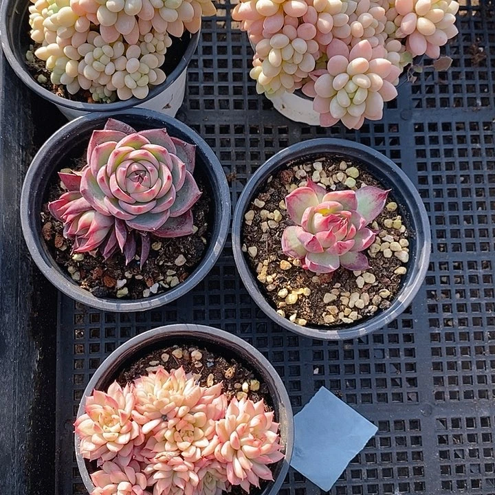 422 多肉植物盆栽花卉植物