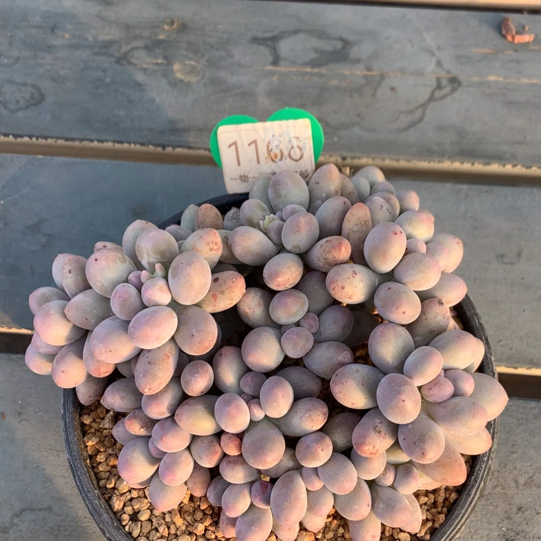 大叶汤圆无砍平头1166