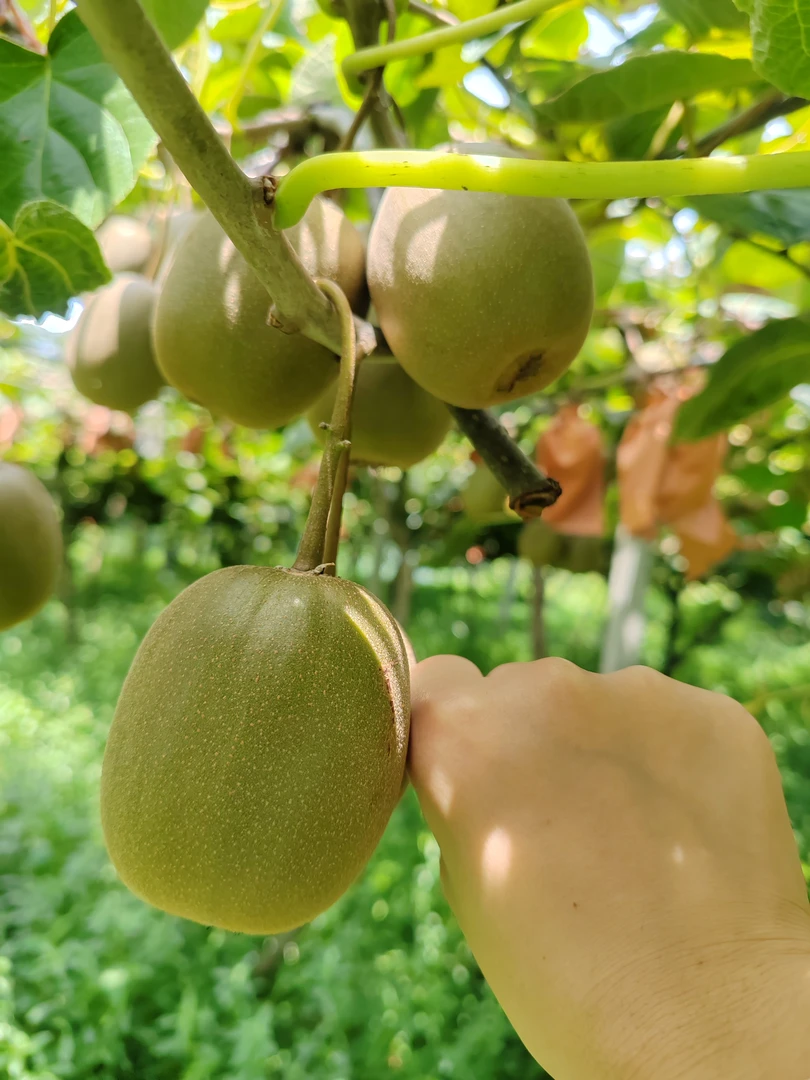 （卢书记推荐）红心猕猴桃 桃当季新鲜水果奇异果香甜多汁包邮