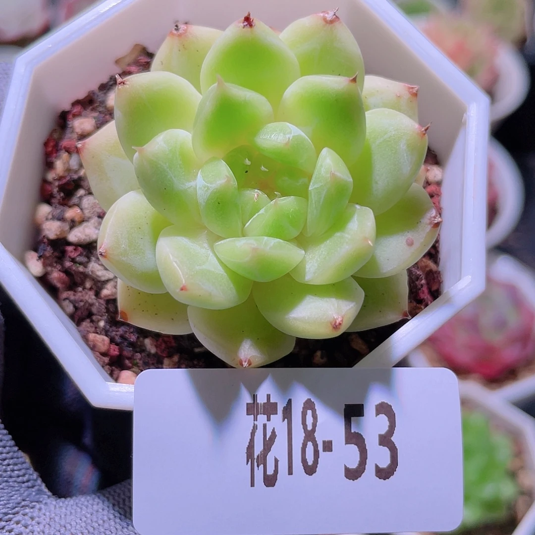 花利美18-53新品