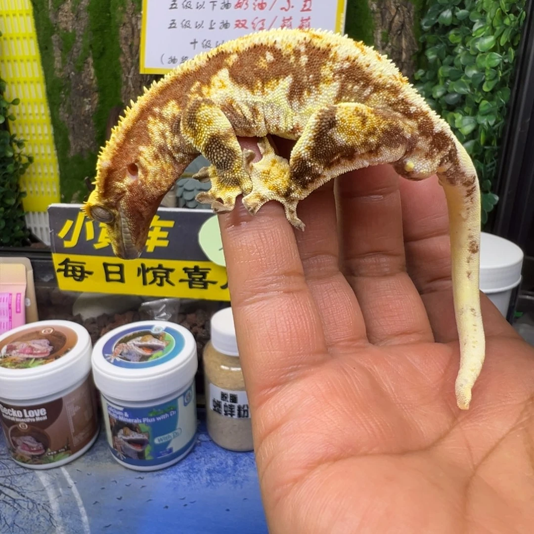 睫角守宫暗红底莉莉成体