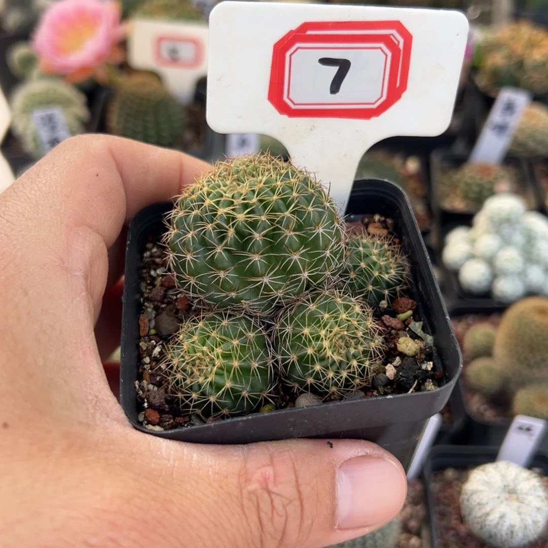 飞***7往事多肉园仙人球开花了