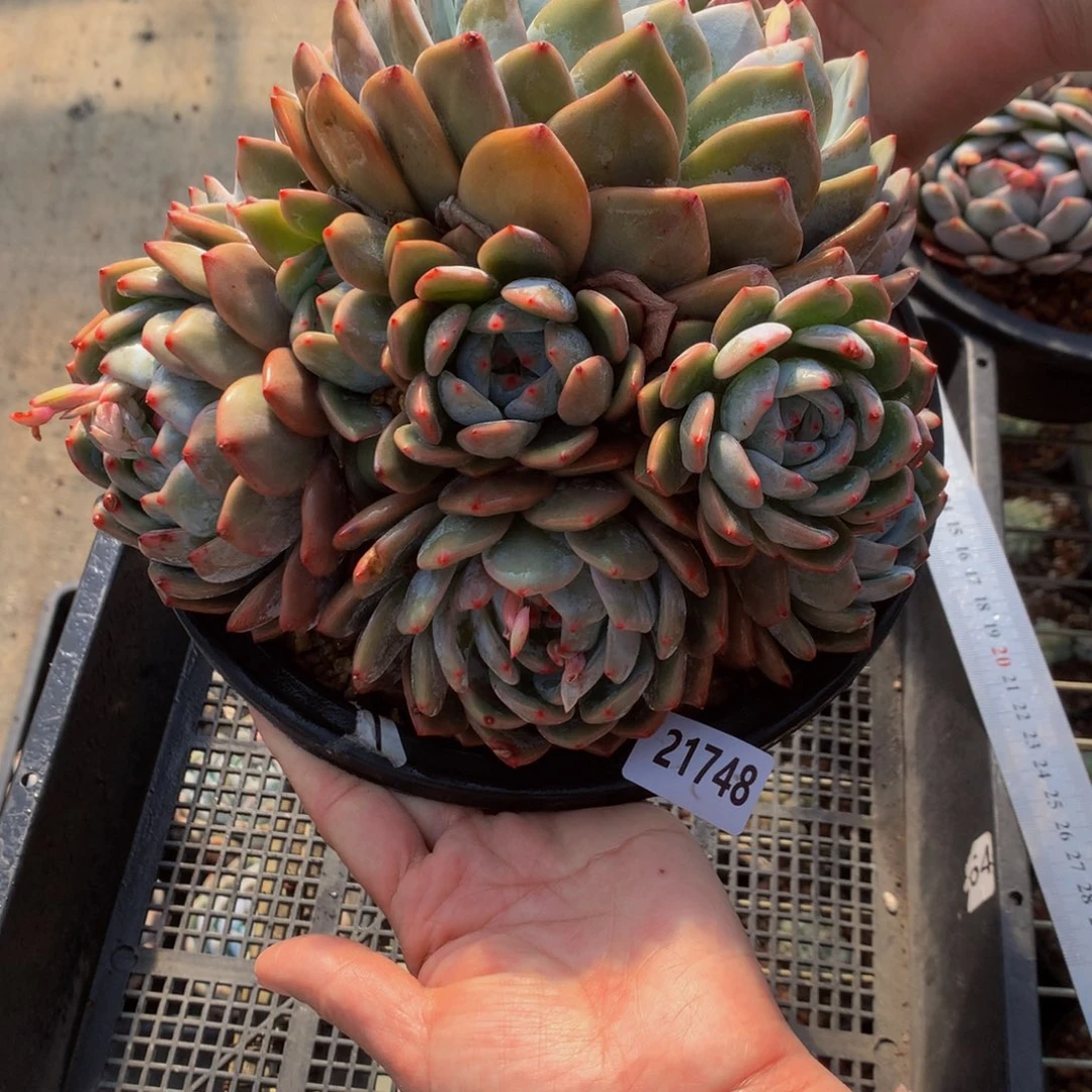 21748多头一颗们嗯嗯